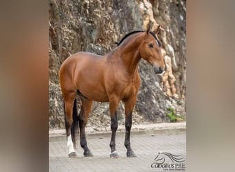 Lusitanohäst, Hingst, 5 år, 162 cm, Brun