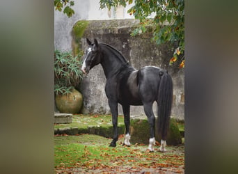 Lusitanohäst, Hingst, 5 år, 162 cm, Svart