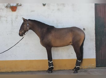 Lusitanohäst, Hingst, 5 år, 164 cm, Gulbrun