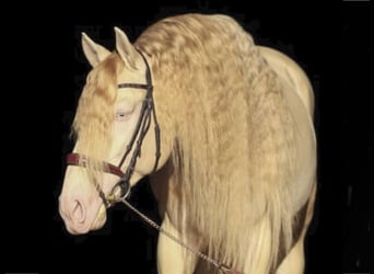 Lusitanohäst, Hingst, 5 år, 164 cm, Perlino