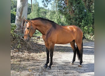 Lusitanohäst, Hingst, 5 år, 165 cm, Brun