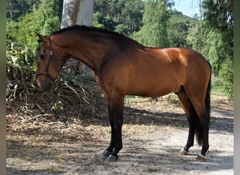Lusitanohäst, Hingst, 5 år, 165 cm, Brun
