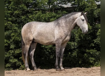 Lusitanohäst, Hingst, 5 år, 165 cm, Grå
