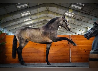 Lusitanohäst, Hingst, 5 år, 166 cm, Gulbrun