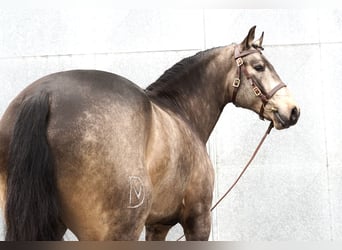 Lusitanohäst, Hingst, 5 år, 166 cm, Gulbrun
