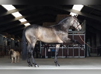 Lusitanohäst, Hingst, 5 år, 166 cm, Gulbrun