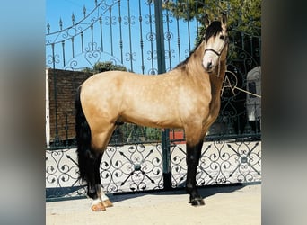 Lusitanohäst, Hingst, 6 år, 158 cm, Gulbrun