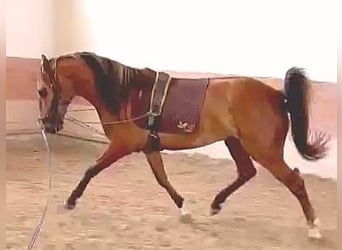 Lusitanohäst, Hingst, 6 år, 160 cm, Gulbrun