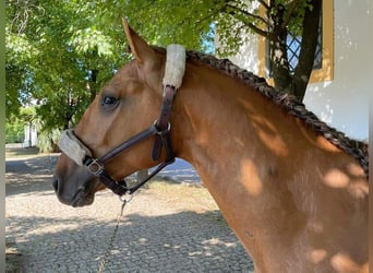 Lusitanohäst, Hingst, 6 år, 160 cm, Gulbrun