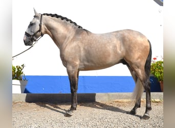 Lusitanohäst, Hingst, 6 år, 160 cm, Kan vara vit