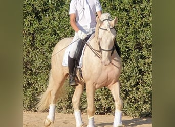 Lusitanohäst Blandning, Hingst, 6 år, 163 cm, Pärla