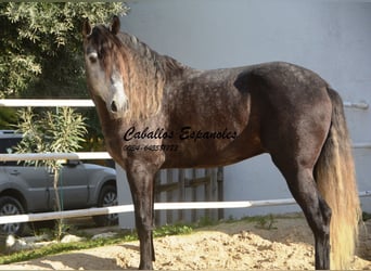 Lusitanohäst, Hingst, 6 år, 164 cm, Gråskimmel