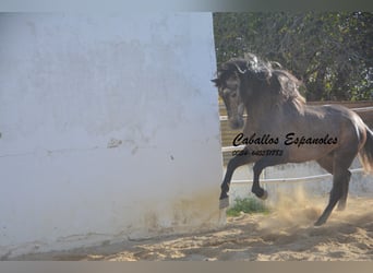 Lusitanohäst, Hingst, 6 år, 164 cm, Gråskimmel