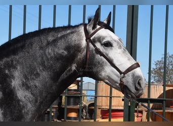 Lusitanohäst, Hingst, 6 år, 166 cm, Grå