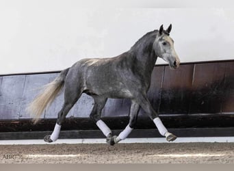 Lusitanohäst, Hingst, 6 år, 168 cm, Grå