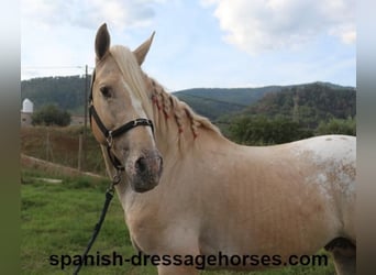 Lusitanohäst Blandning, Hingst, 7 år, 158 cm, Palomino