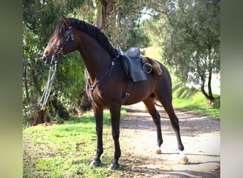 Lusitanohäst, Hingst, 7 år, 165 cm, Mörkbrun