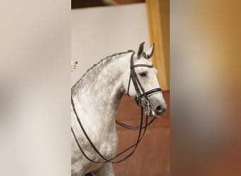 Lusitanohäst, Hingst, 8 år, 161 cm, Grå