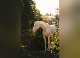 Lusitanohäst, Hingst, 8 år, 170 cm, Cremello