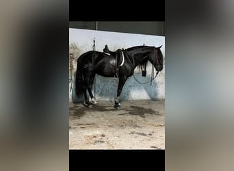 Lusitanohäst, Hingst, 9 år, 160 cm, Svart