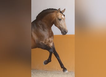 Lusitanohäst, Hingst, 9 år, 163 cm, Gulbrun
