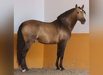 Lusitanohäst, Hingst, 9 år, 163 cm, Gulbrun