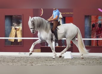 Lusitanohäst, Hingst, 9 år, 168 cm, Grå