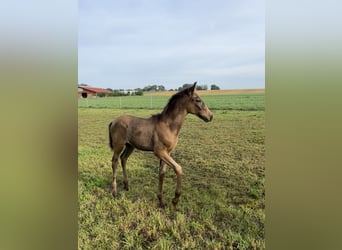 Lusitanohäst, Hingst, Föl (05/2024), 162 cm, Gulbrun