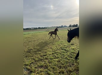 Lusitanohäst, Hingst, Föl (05/2024), 162 cm, Gulbrun