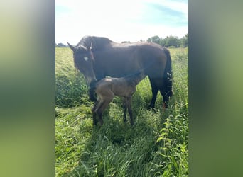 Lusitanohäst, Hingst, Föl (05/2024), 162 cm, Gulbrun