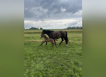 Lusitanohäst, Hingst, Föl (05/2024), 162 cm, Gulbrun