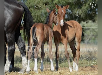 Lusitanohäst, Hingst, Föl (01/2024), Brun