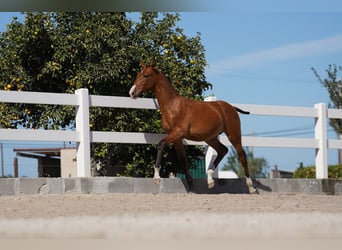 Lusitanohäst, Hingst, Föl (01/2024), Brun