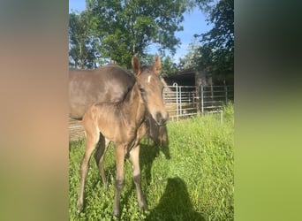 Lusitanohäst, Hingst, Föl (05/2024), Gulbrun