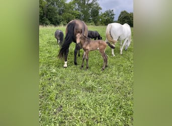 Lusitanohäst, Hingst, Föl (05/2024), Gulbrun