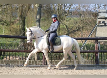 Lusitanohäst, Hingst, 14 år, 165 cm, Palomino