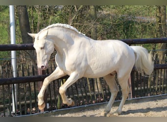 Lusitanohäst, Hingst, 14 år, 165 cm, Palomino