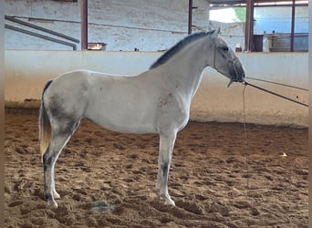 Lusitanohäst, Sto, 10 år, 160 cm, Grå