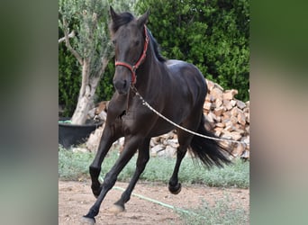Lusitanohäst, Sto, 11 år, 156 cm, Mörkbrun