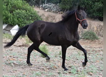 Lusitanohäst, Sto, 11 år, 156 cm, Mörkbrun