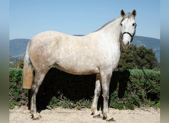Lusitanohäst, Sto, 11 år, 161 cm, Gråskimmel