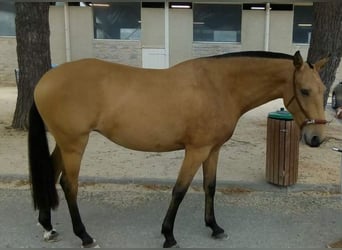 Lusitanohäst, Sto, 11 år, 163 cm, Black