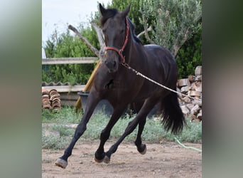 Lusitanohäst, Sto, 12 år, 156 cm, Mörkbrun