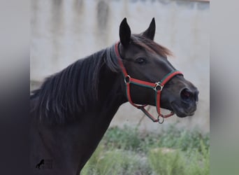 Lusitanohäst, Sto, 12 år, 156 cm, Mörkbrun