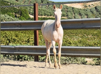 Lusitanohäst, Sto, 1 år, 133 cm, Cremello