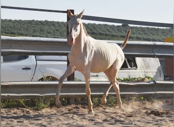 Lusitanohäst, Sto, 1 år, 133 cm, Cremello