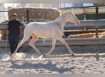 Lusitanohäst, Sto, 1 år, 133 cm, Cremello