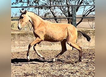 Lusitanohäst, Sto, 1 år, 160 cm, Gulbrun