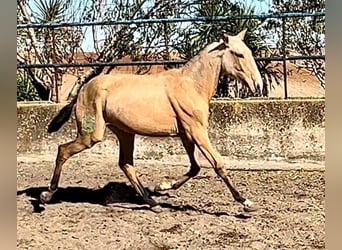 Lusitanohäst, Sto, 1 år, 160 cm, Gulbrun