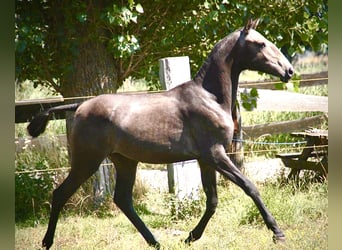 Lusitanohäst, Sto, 2 år, 160 cm, Grå